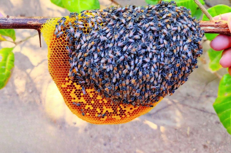 Giấc Mơ Thấy Con Ong Có Ý Nghĩa Gì?