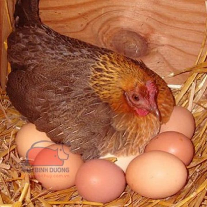 Ý Nghĩa Của Giấc Mơ Thấy Gà Đẻ Trứng
